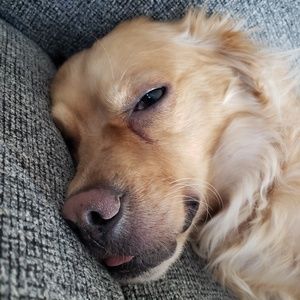 Meet your Posher, Racheal